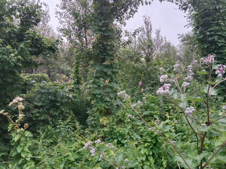 Участок 6 сот. (ИЖС)