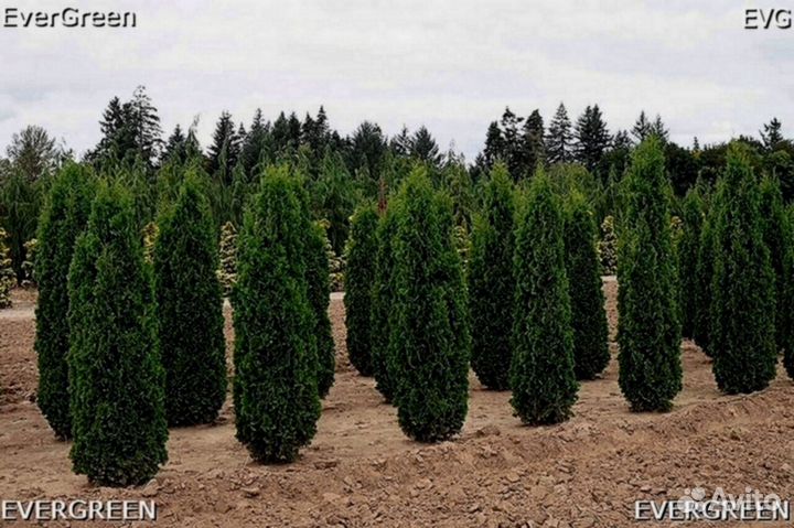 Туи западные