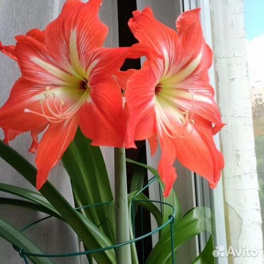 Гиппиаструм