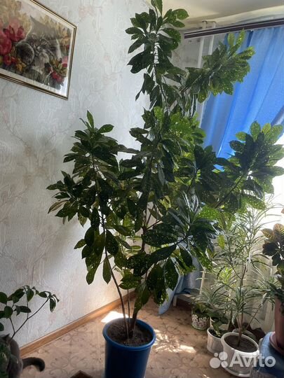 Кодиеум кротон