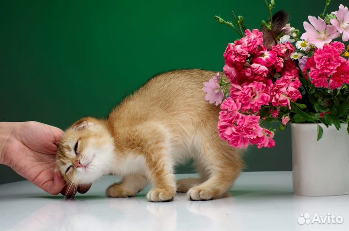 Золотое счастье