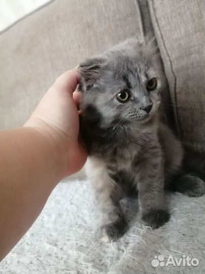 Кошка в дар бесплатно