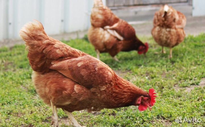 Куры молодки несушки