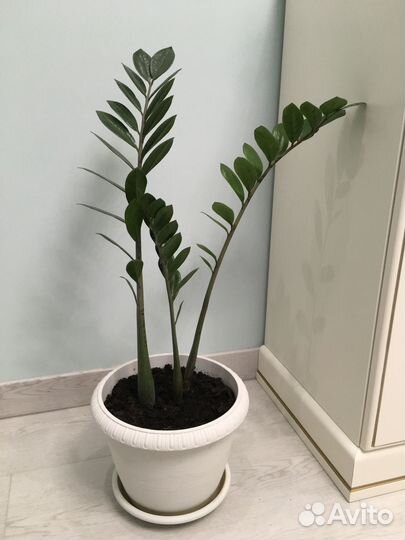 Замиокулькас