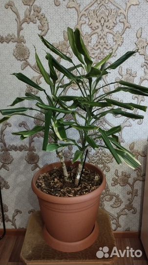 Комнатные цветы драцена