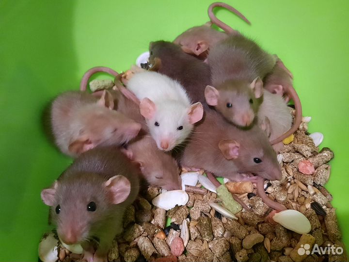 Крысы. Крысята (светлый шоколад, темные) Дамбо