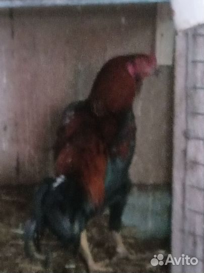 Бойцовые петухи