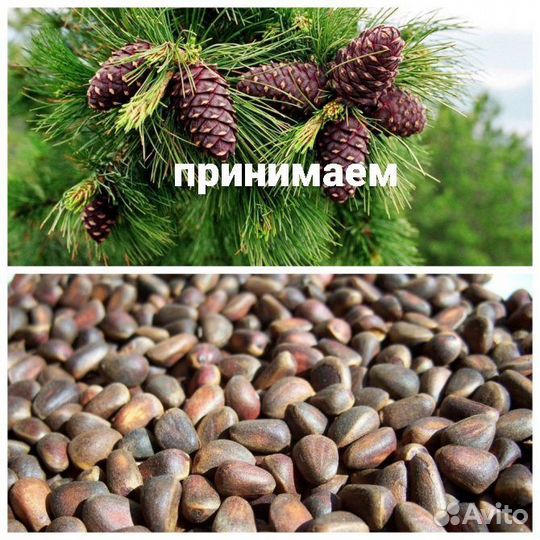 Орех кедровый
