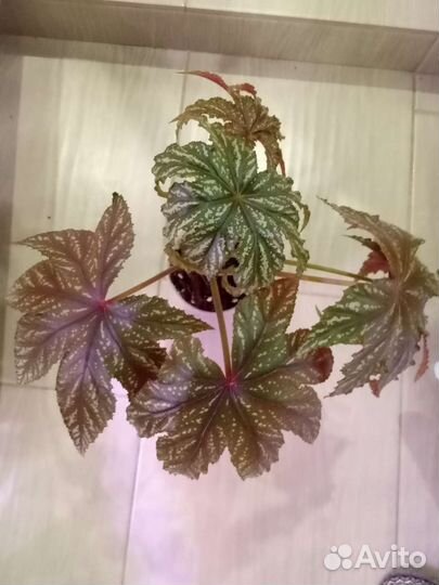 Бегония Грифон