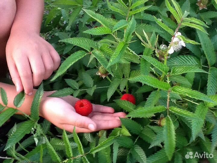 Шаман малина