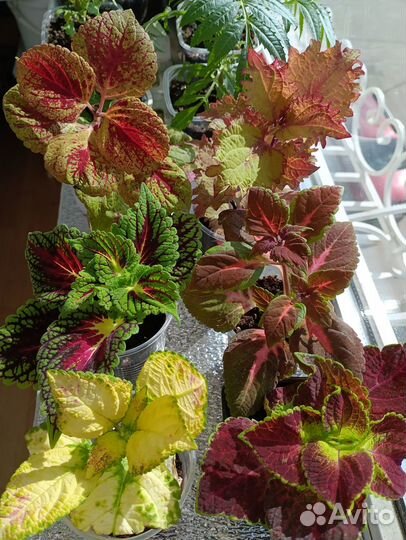 Колеусы вегетативные