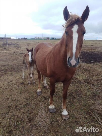 Жеребец на племя