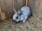 Кролик, полтавское серебро