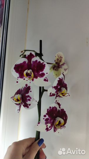 Орхидея фаленопсис