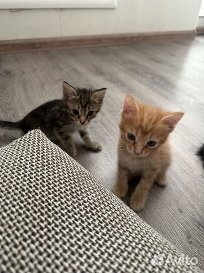 Котята бесплатно