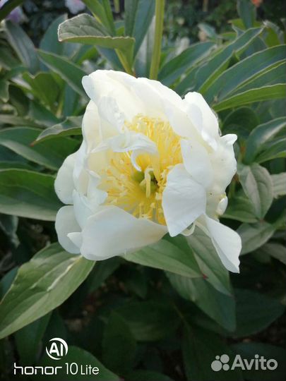 Пион Хоней голд