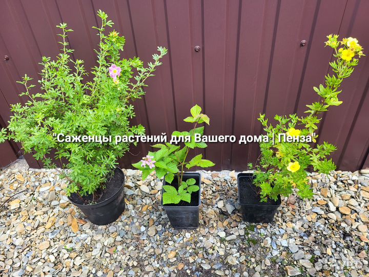 Саженцы кустарники хвойники плодовые комнатные