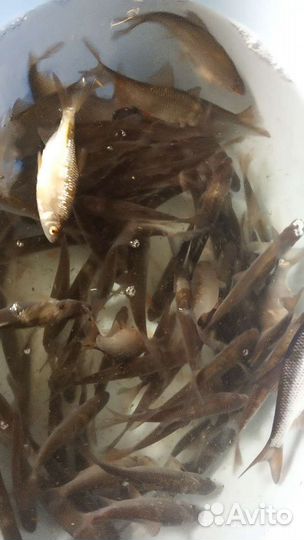 Живец Карась