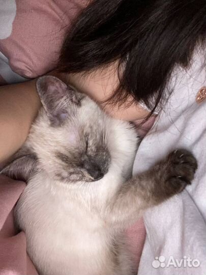 Сиамская кошечка