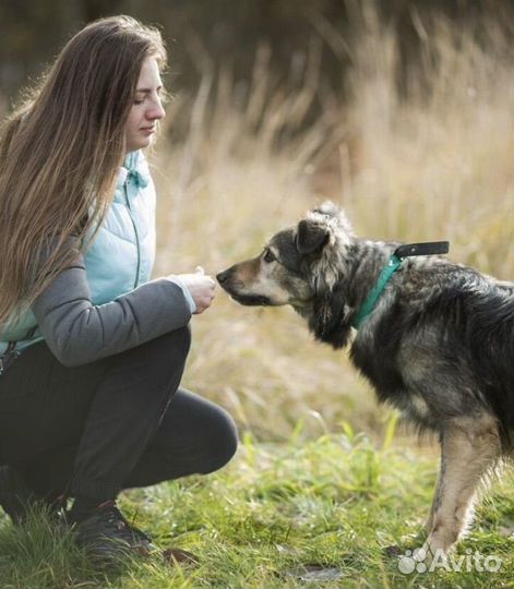 Собака в добрые руки