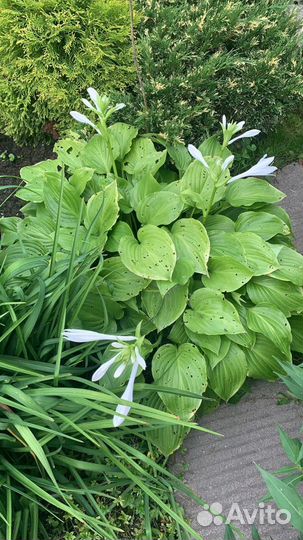 Хосты с белыми цветами для солнца