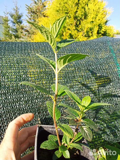 Гортензия Самарская Лидия