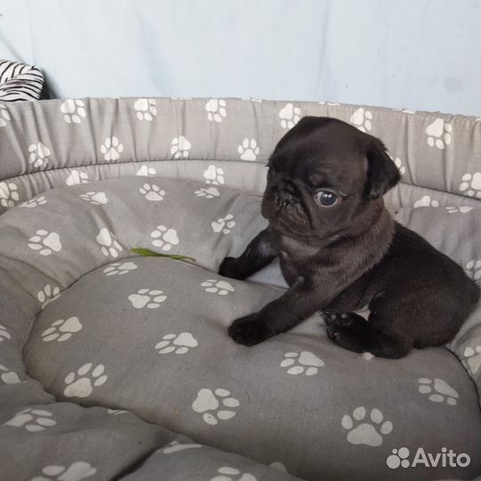 Щенки мопса