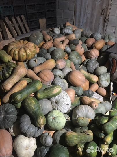 Тыква кормовая