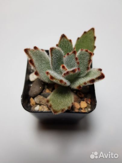 Суккуленты 1