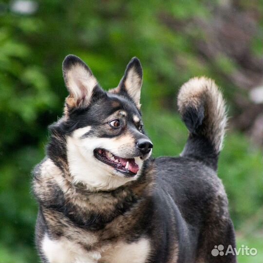 Невысокая собака Шутка в добрые руки