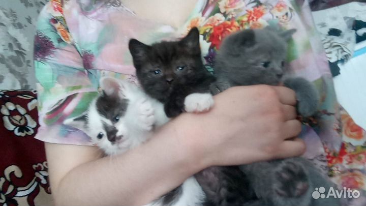 Котята