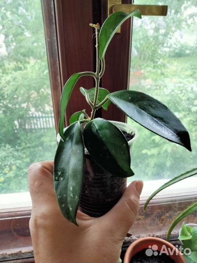 Комнатные растения