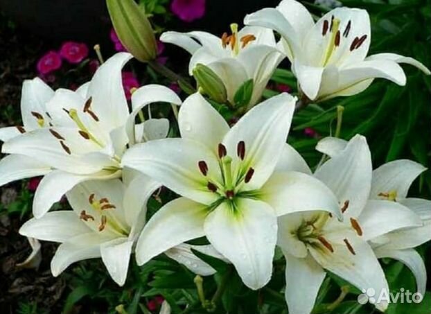 Рассада многолетних садовых цветов: лилии и др