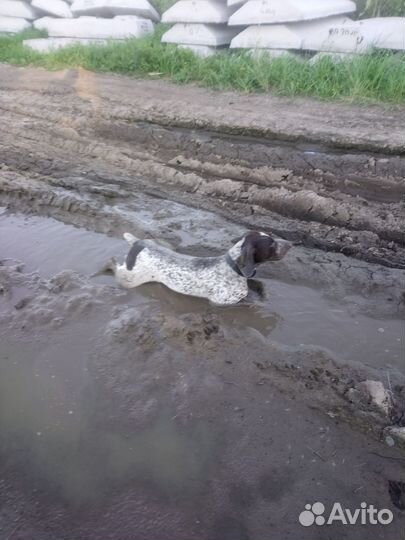 Курцхаар вязка