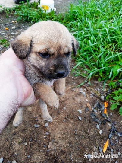 Отдам щенка в хорошие руки