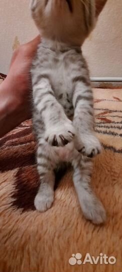 Британские котята