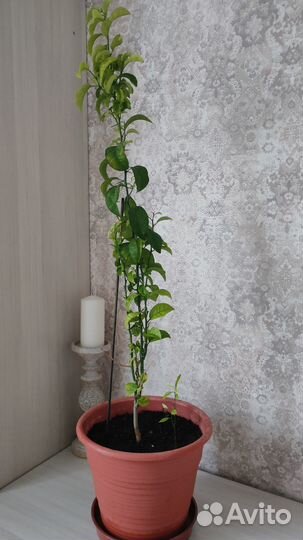 Мандариновое дерево