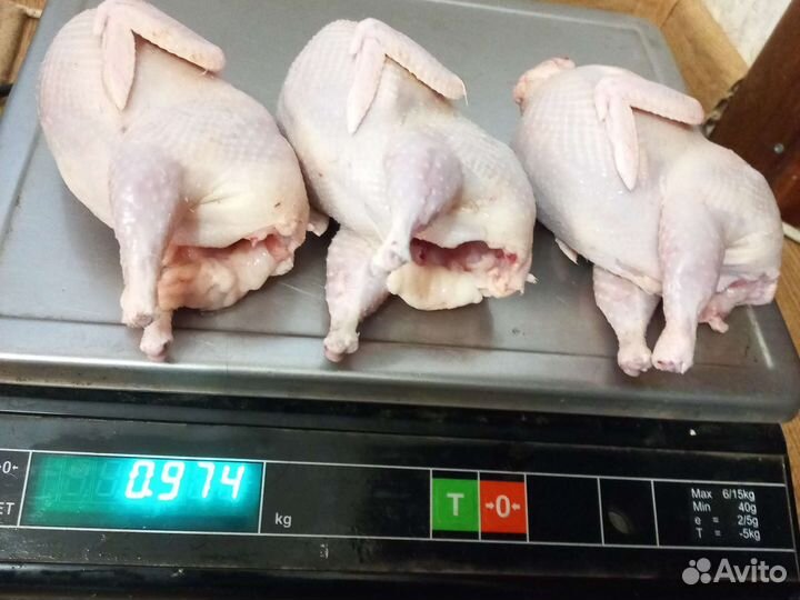 Инкубационное яйцо перепела