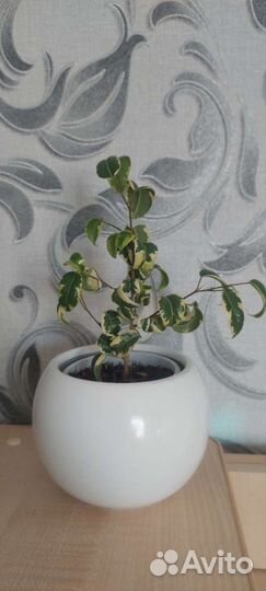 Фикус Барокко и Ирен