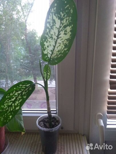 Диффенбахия