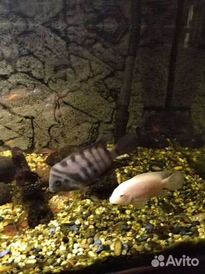 Рыбы цихлиды