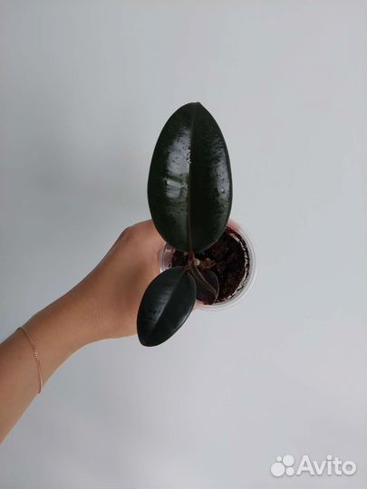 Фикус Абиджан