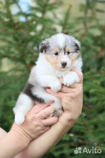 Щенки шелти