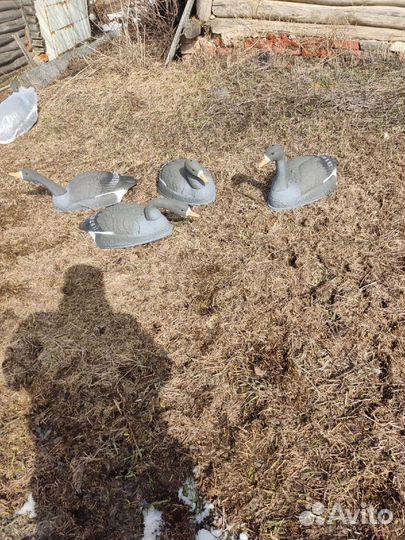 Чучела белолобого гуся