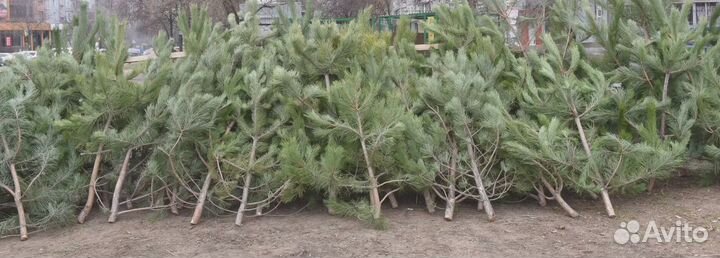 Сосна новогодняя оптом и в розницу