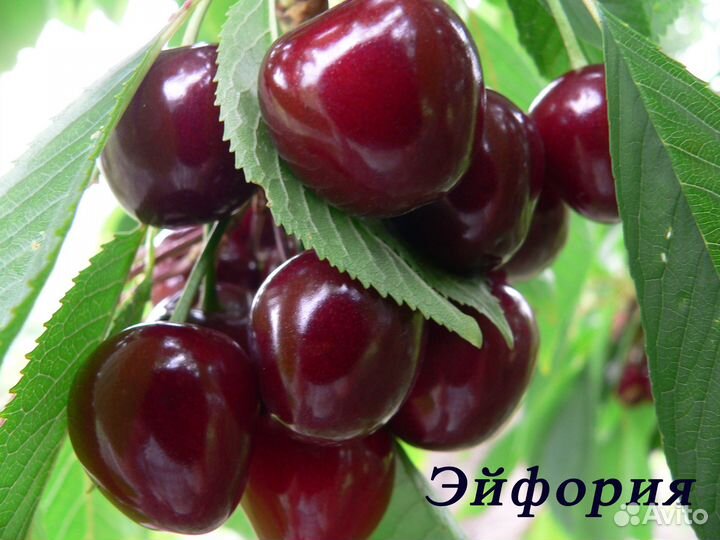 Саженцы черешни