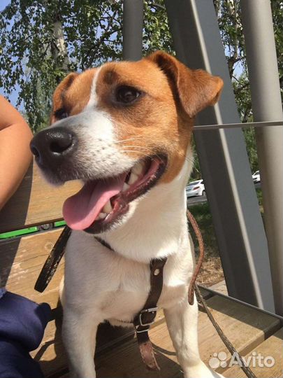 Джек рассел вязка