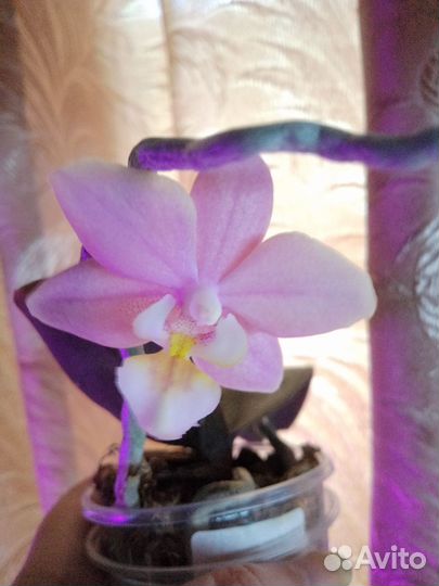 Подростки орхидей