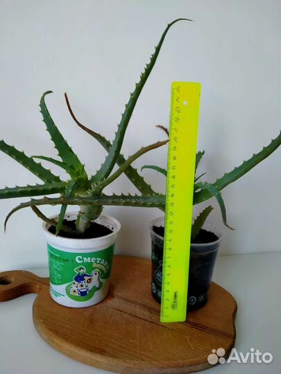 Алоэ столетник