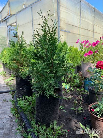 Туи Колумна Смарагд и Брабант